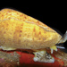 Cone Snails - Photo (c) Renee Els, some rights reserved (CC BY-SA), uploaded by Renee Els