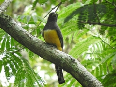 Trogon