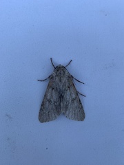 Acronicta americana