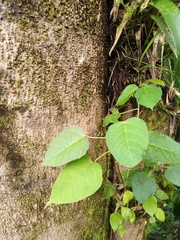 Croton floccosus