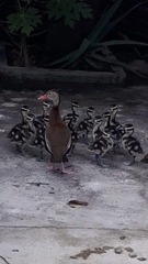 Dendrocygna autumnalis