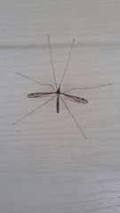Tipula caloptera