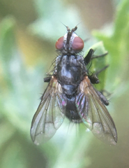 Rhinophoridae