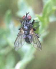 Rhinophoridae