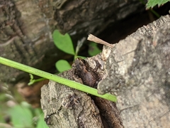 Bufo bufo