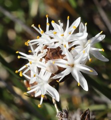 Borya sphaerocephala