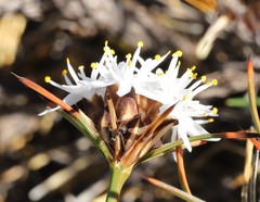 Borya sphaerocephala