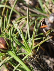 Borya sphaerocephala