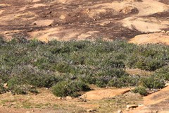 Borya sphaerocephala