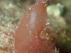 Calliblepharis ciliata
