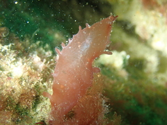 Calliblepharis ciliata