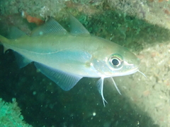 Trisopterus minutus