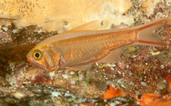 Optivus agastos