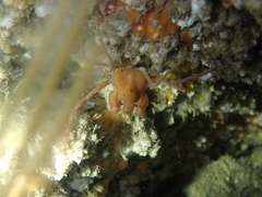 Inachus phalangium