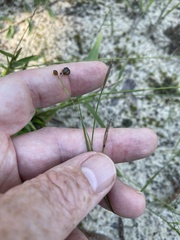 Sisyrinchium capillare
