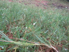 Blutaparon portulacoides