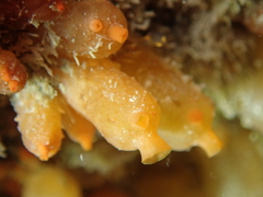 Stolonica socialis