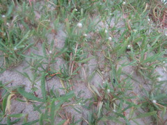Blutaparon portulacoides