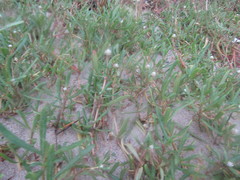 Blutaparon portulacoides