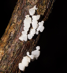 Physalacria australiensis