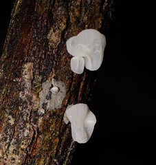 Physalacria australiensis