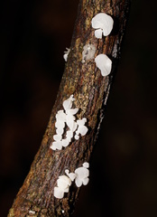 Physalacria australiensis