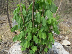 Gyrocarpus
