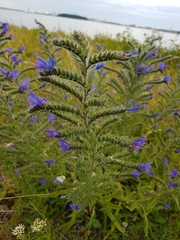 Echium vulgare