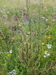Artemisia campestris