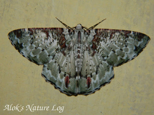 Pachyodes ornataria