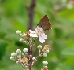 Satyrium esculi