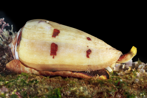 Conus natalis observed 2016-04-21