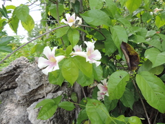 Bignonia potosina