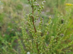 Artemisia campestris