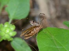 Leiobunum calcar