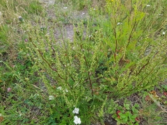 Artemisia campestris