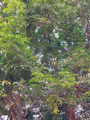 Paubrasilia echinata