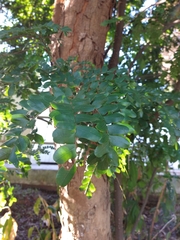 Paubrasilia echinata