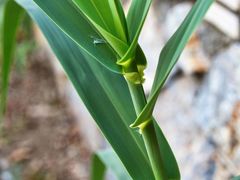 Arundo plinii
