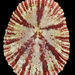 Pink-rayed Limpet - Photo (c) Renee Els, some rights reserved (CC BY-SA), uploaded by Renee Els