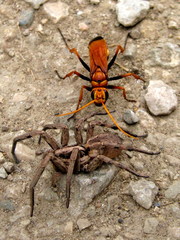 Cryptocheilus annulatus