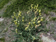 Astragalus alopecurus