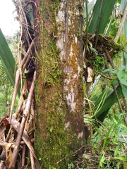 Guarea kunthiana