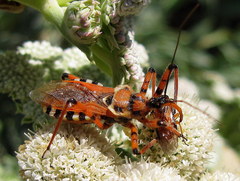 Rhynocoris punctiventris