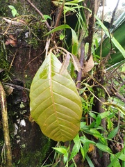 Guarea kunthiana