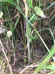 Chaerophyllum bulbosum