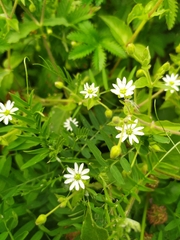 Stellaria aquatica