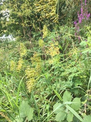 Chaerophyllum bulbosum