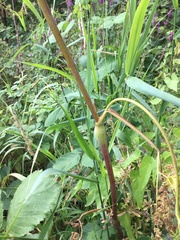 Chaerophyllum bulbosum