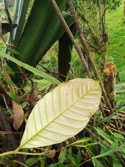 Guarea kunthiana